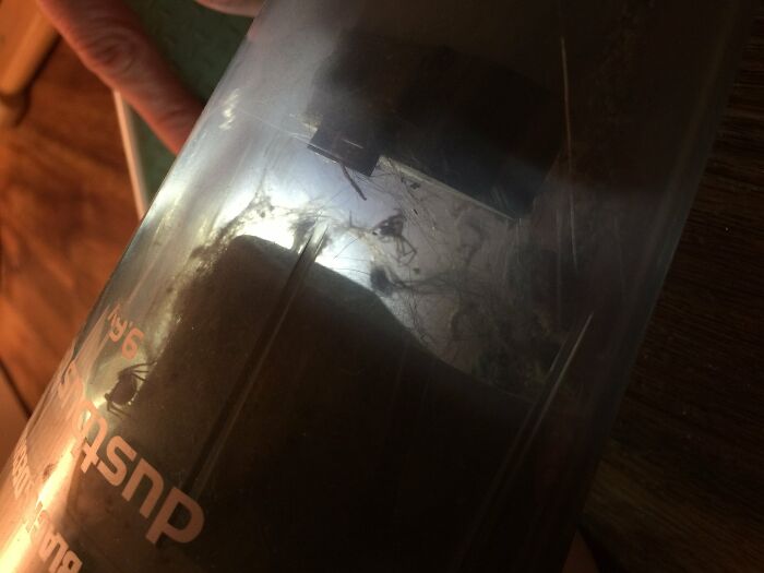 I Sucked Up A Spider A Week Ago And He's Been Living Inside My Vacuum Eating Other Bugs