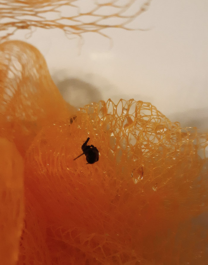 I Found A Black Widow Spider In My Shower Puff This Morning