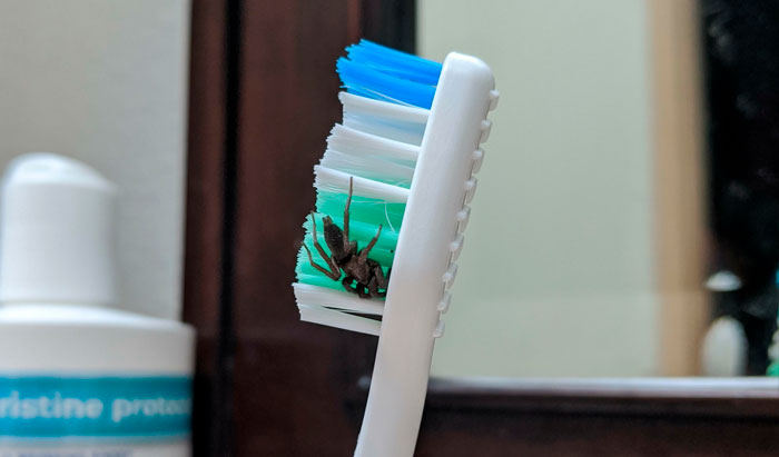 35 Arañas terroríficas encontradas en los peores sitios