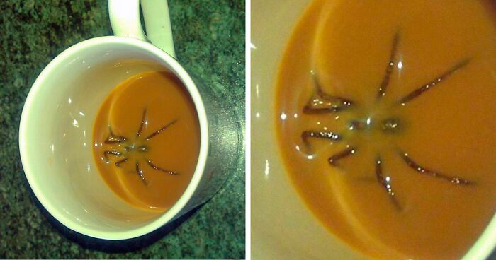 35 Spiders That Are Extra Scary Because Of Where They Were Found