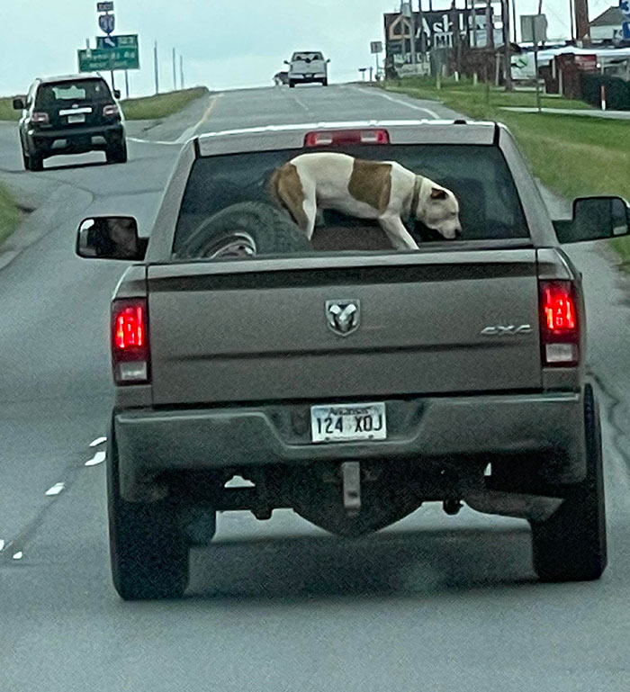 Putting Your Dog In The Back Of A Full Truck Bed