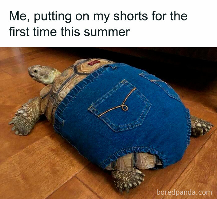 Tortoise humorously dressed in denim shorts, capturing the essence of funny summer memes.