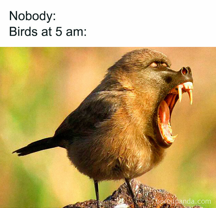 Bird meme depicting a bird with a baboon face, humorously screaming early in the morning.