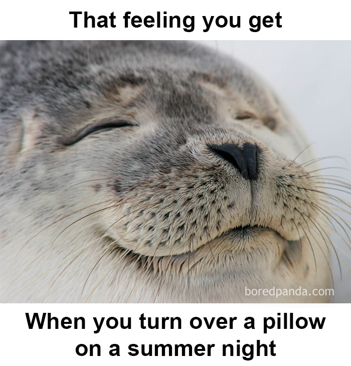 Smiling seal meme capturing the essence of funny summer vibes.