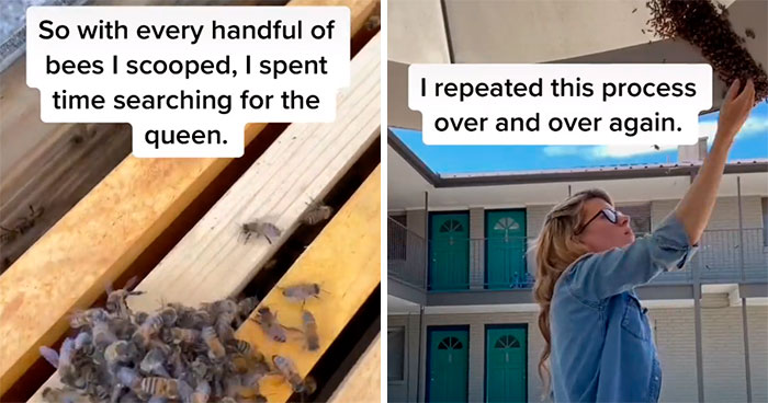 Beekeeper Rescues A Swarm Of Bees With Her Bare Hands And Gives Them A New Queen Bee, Goes Viral With 13.5M Views