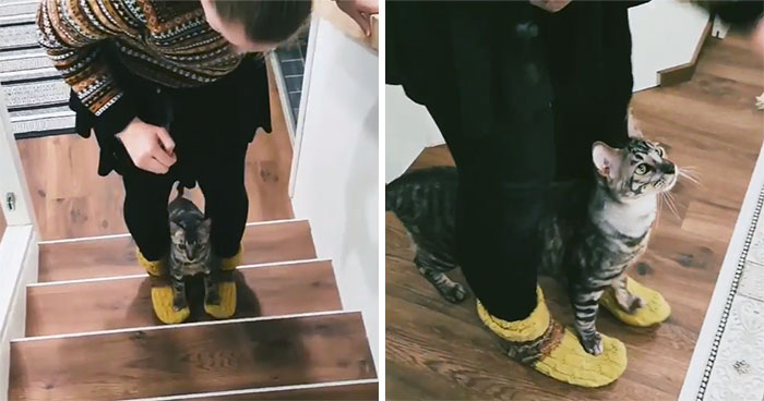 This Very Talented Cat Can Perform Over 50 Amazing Tricks