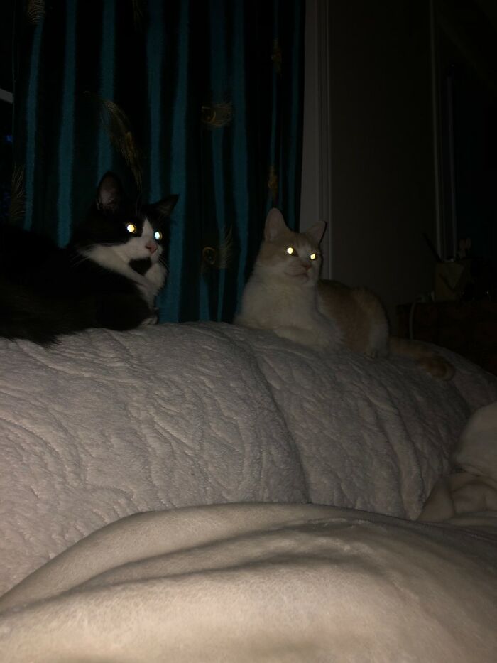 What Lives In The Ceiiling