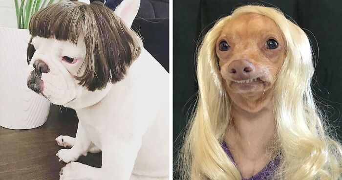 35 People Are Sharing Photos Of Their Dogs Wearing Wigs, And It’s Absolutely Hilarious