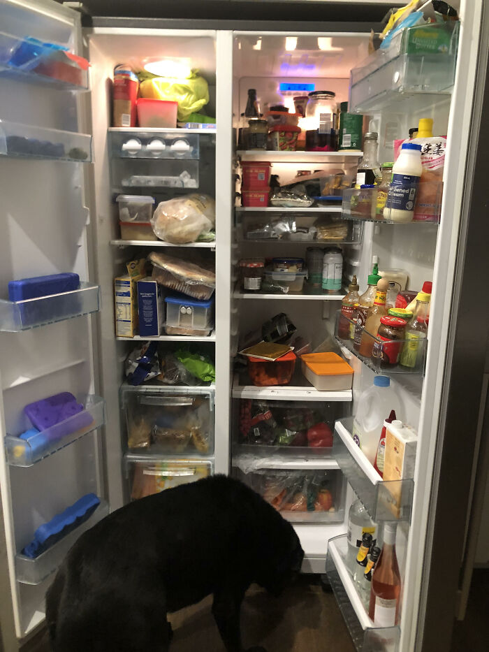 Australian Household Of 6 Plus My Dog