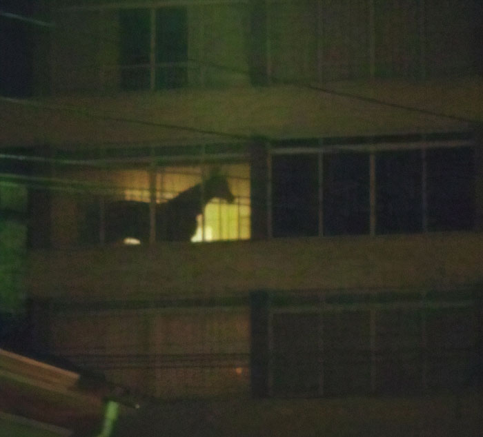 Weird-Animal-Pics-Cant-Be-Explained