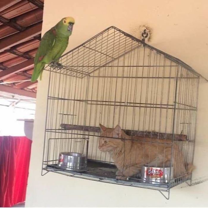 Weird-Animal-Pics-Cant-Be-Explained