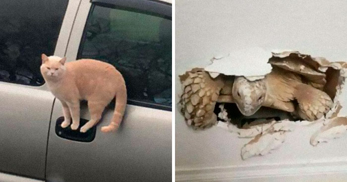 50 Fotos extrañas de animales que “no tienen explicación”