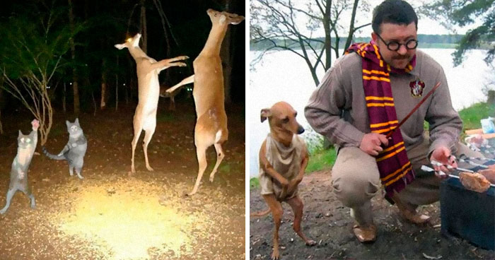 50 Weird Animal Photos That “Cannot Be Explained”