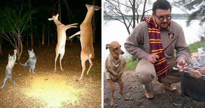 50 Weird Animal Photos That “Cannot Be Explained”