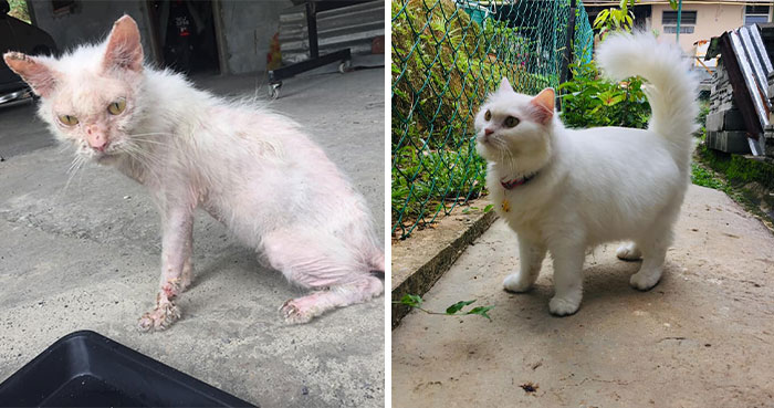 Woman Saved A Wounded Kitten From The Streets And Gave Her A Loving Home