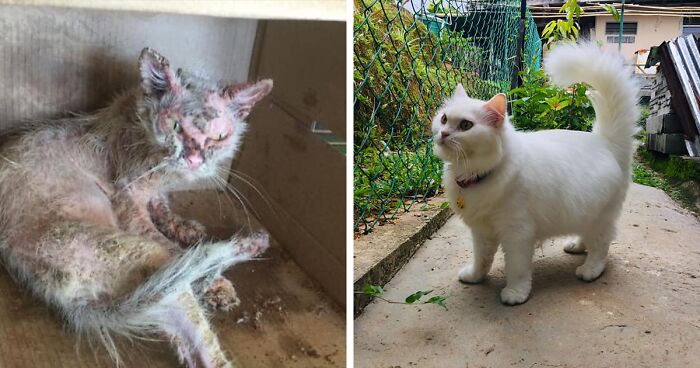 Woman Saved A Wounded Kitten From The Streets And Gave Her A Loving Home