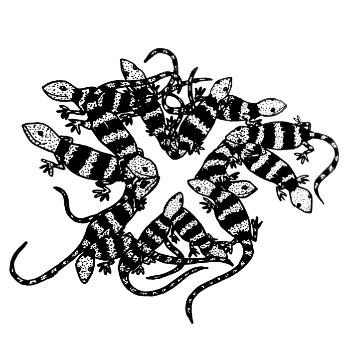 X For Xenosaurus, A Kind Of Lizard Found In Mexico And Guatemala