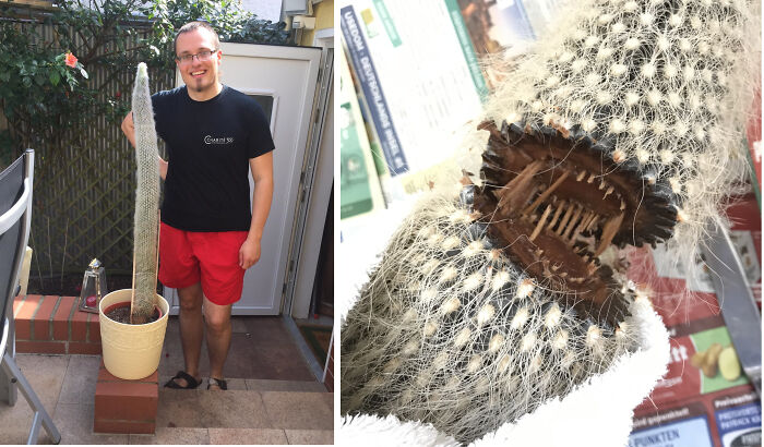 This Year I Lost My Favourite Cactus. Had It Since I Was In Elementary School. Originally Fit Into A Tiny Little Pot From The Supermarket. When It Passed Away, It Was 1.04 M Tall