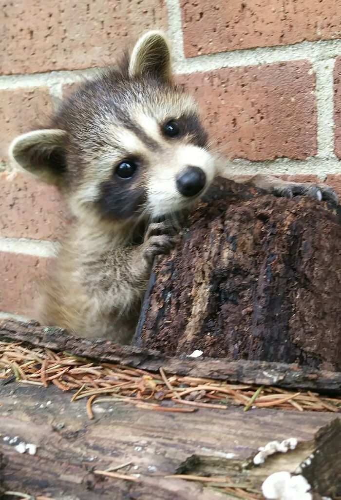 Baby Raccoon