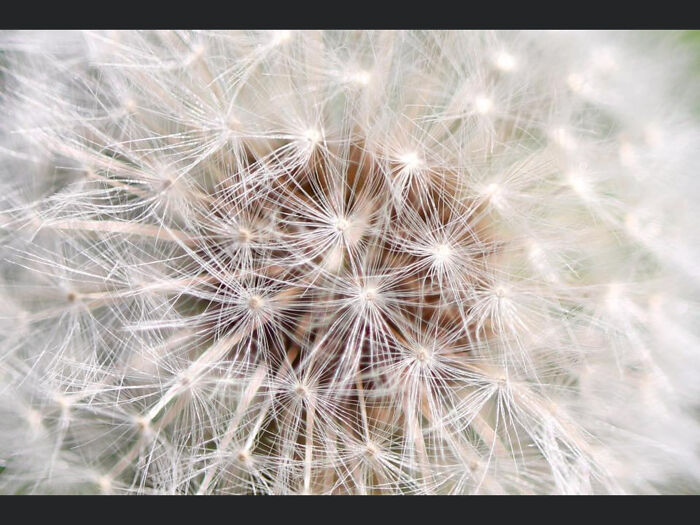 Dandelion ‘Fairy’.