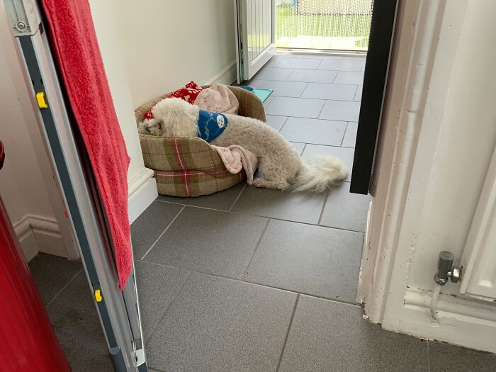 I Dont Know Why He Lies In His Bed Like This 😂