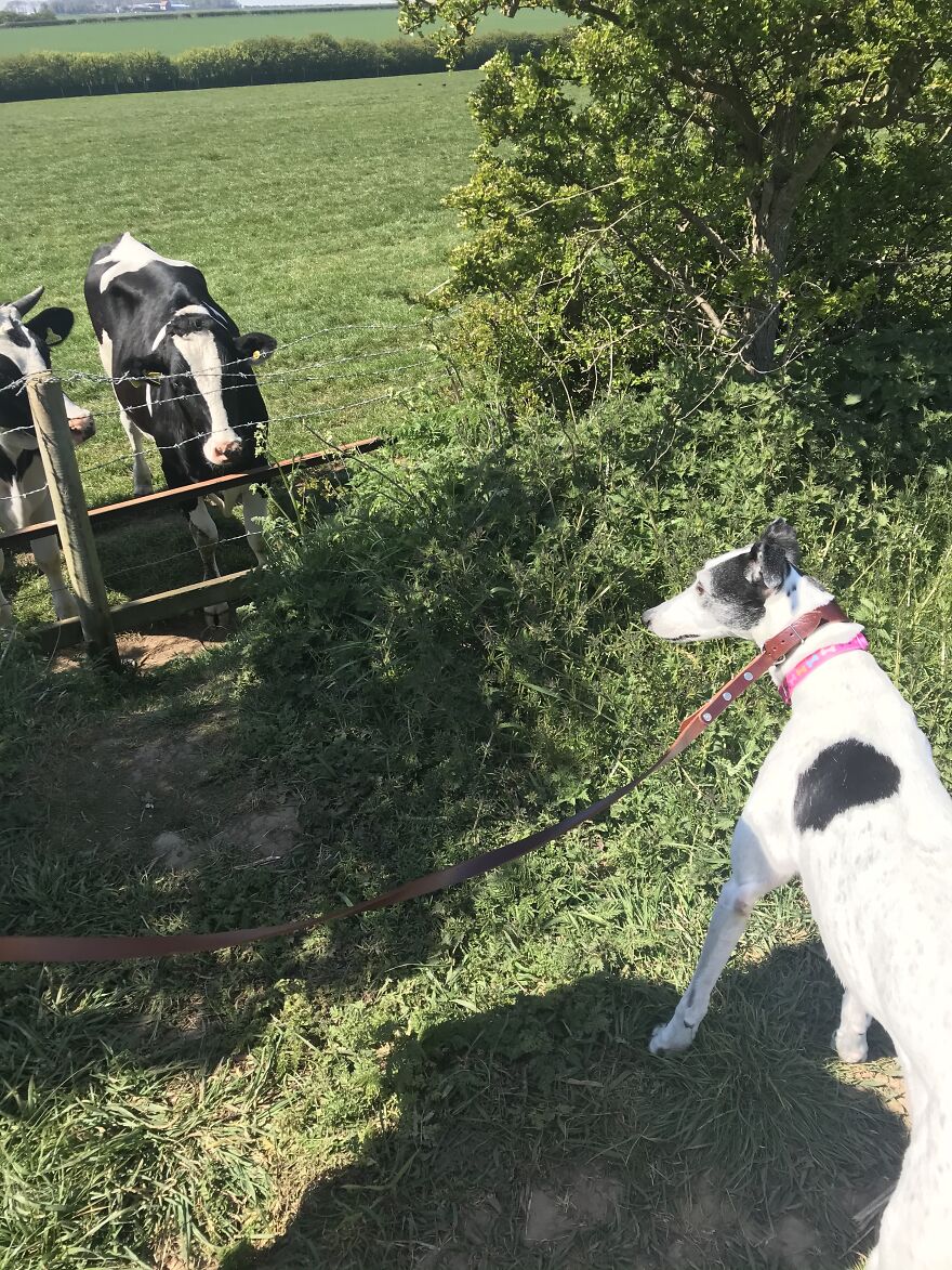 Not Liking The Look Of Them Cows!!