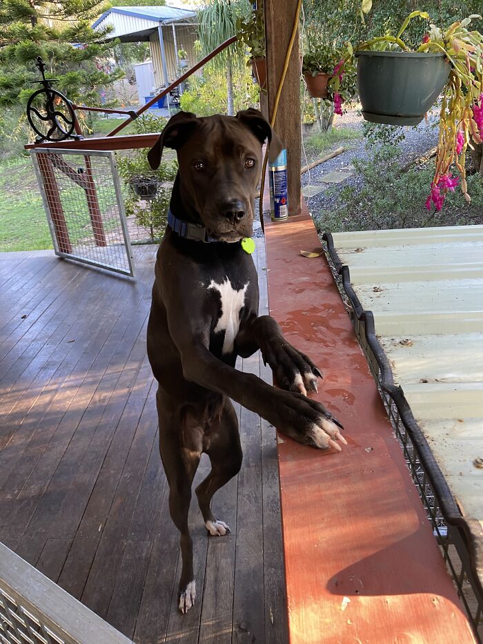 This My Puppy Dog Standing Tall