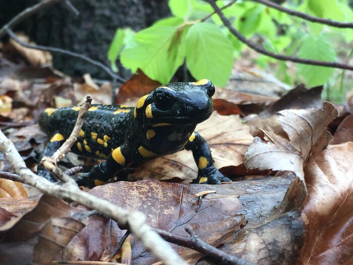 Crossing Paths With A Salamander/Supermodel