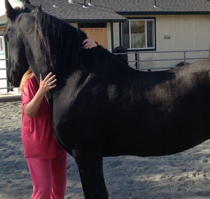 Jouke (U-Ka) The Wonder Horse…he Was Imported From Holland 16 Years Ago, Precious Owner Didn’t Know How To Care For A Friesian. Chronic Ulcers, Horrible Breath, Tender Back, Neck, Hips! Super Jumping Afraid Of His Own Shadow! We Rehabbed Him Over Two And Half Years! We Are His Her Mates For 14 Years June 2021!