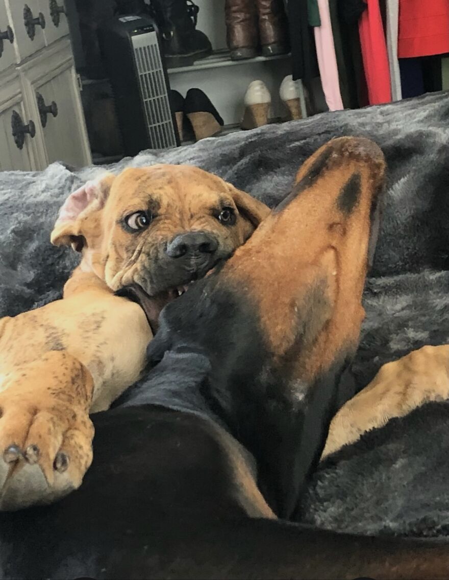 3 Month Old Puppy Conquering 107lbs Doberman 🙌