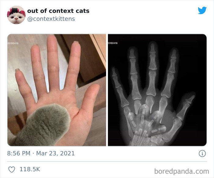 Out-Of-Context-Cat-Pics