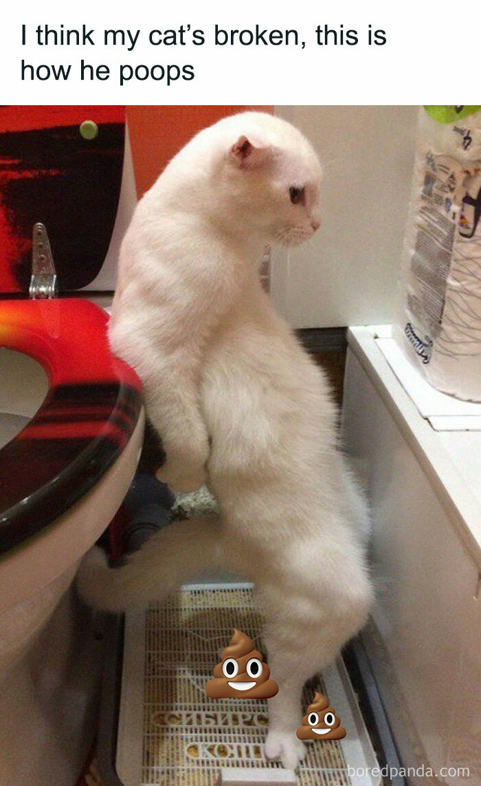 Funny-Broken-Cats-Pics