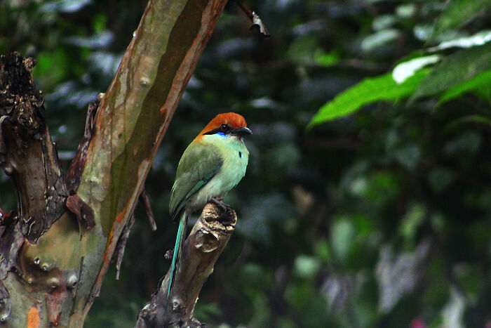 Little Fella Chilling In My Garden (Momotus Mexicans)