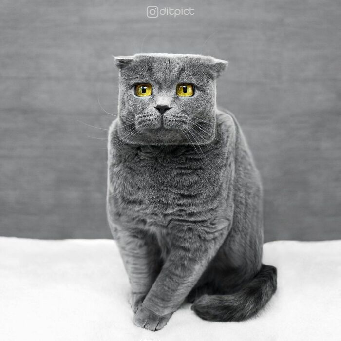 What If… Real Animals Were Cubic Shaped Animals From The Minecraft Game? (22 New Pics)