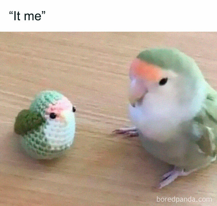 Funny-Bird-Jokes