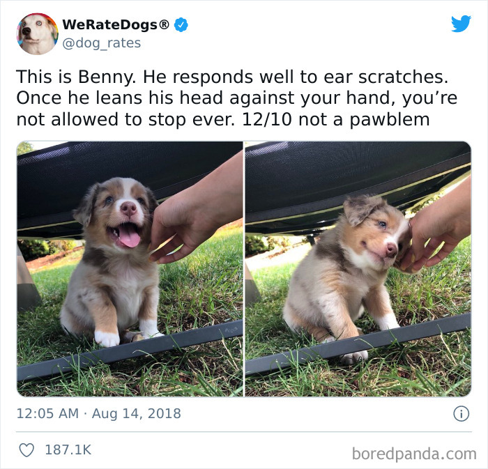 Benny Loves Scratches