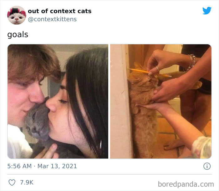 Out-Of-Context-Cat-Pics