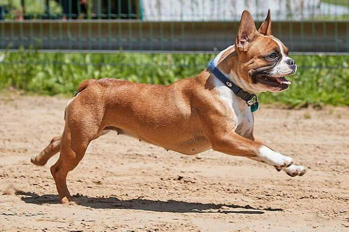 Brown and white French bulldog running on sand Brown and white French bulldog running on sand