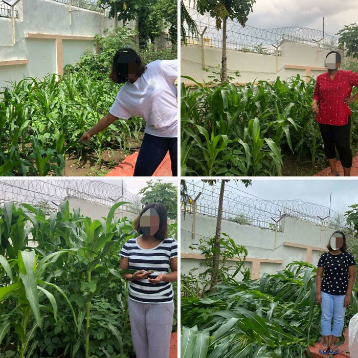 Got My First Ever House With A Backyard, So I Was So Stoked And Planted My First Ever Crop! I Was Super Excited To Get Some Corn, But The Hurricane Had Different Plans