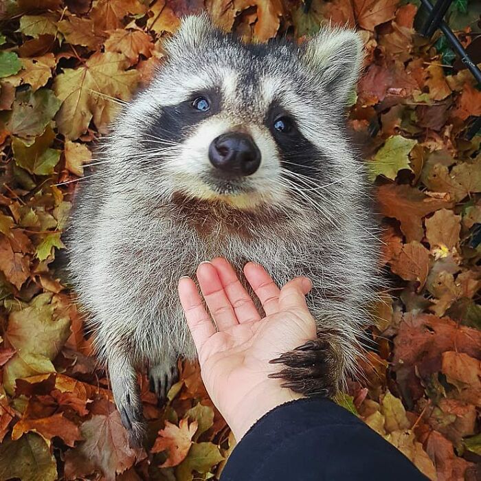 Women Save A Raccoon's Life, He Keeps Coming Back To Them After Three Years Women Save A Raccoon's Life, He Keeps Coming Back To Them After Three Years