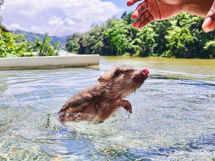 Woman Takes A Wild Baby Boar Into Her Family After She Finds It In A Box At Her Doorstep Woman Takes A Wild Baby Boar Into Her Family After She Finds It In A Box At Her Doorstep