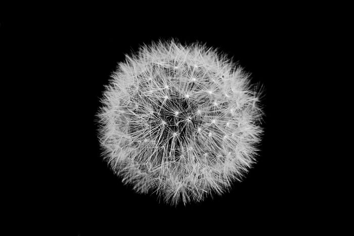 Dandelion