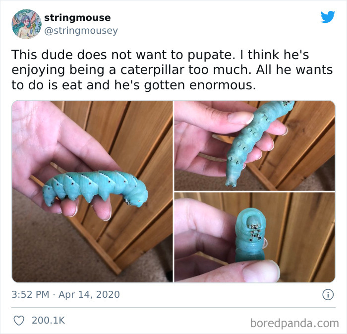 Forbidden Gummy Worm