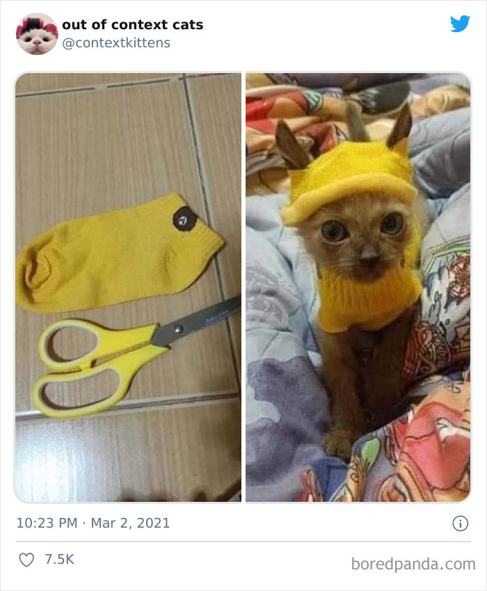 Out-Of-Context-Cat-Pics