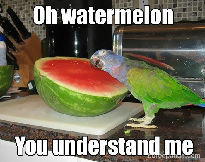 Funny-Bird-Jokes