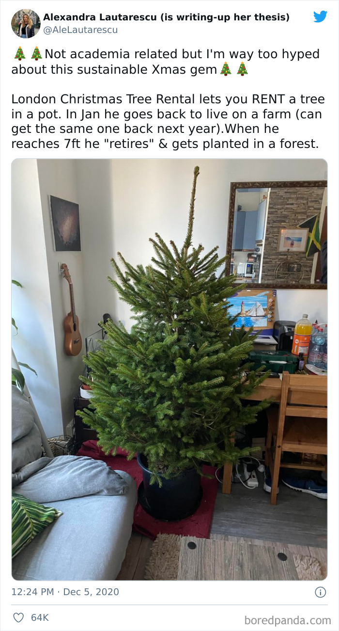 Christmas Tree Rental