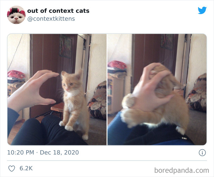 Out-Of-Context-Cat-Pics