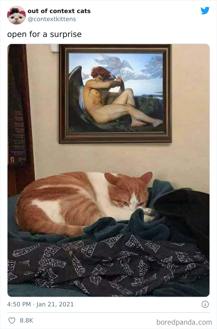 Out-Of-Context-Cat-Pics