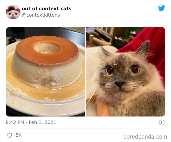 Out-Of-Context-Cat-Pics