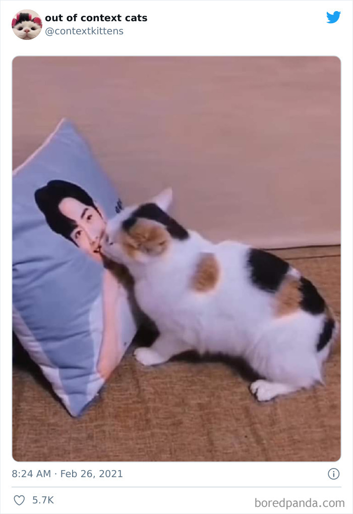 Out-Of-Context-Cat-Pics